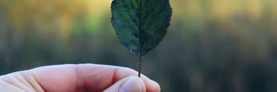 Green Thumb